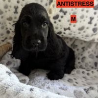 Cocker anglais lof #4