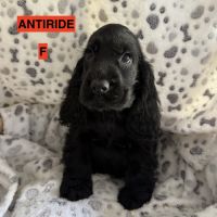 Cocker anglais lof #0