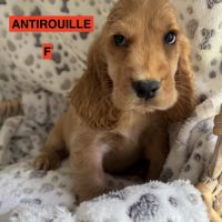 Cocker anglais lof #6