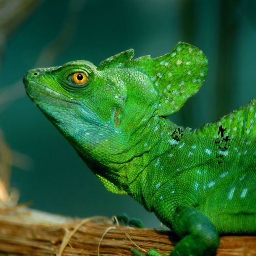 Cherche basiliscus plumifron si possible mâle