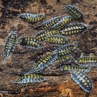 Isopodes / cloportes #4