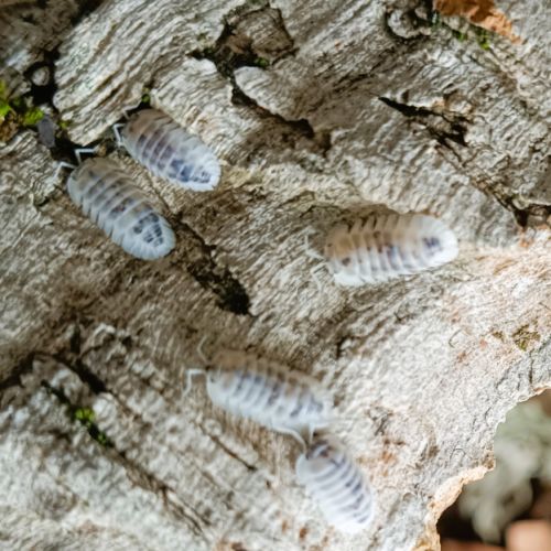 Isopodes / cloportes #6