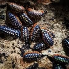 Isopodes / cloportes #7