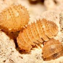 Isopodes / cloportes #8