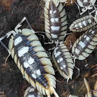 Isopodes / cloportes