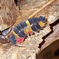 Isopodes / cloportes #1