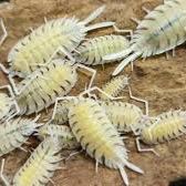 Isopodes / cloportes #2