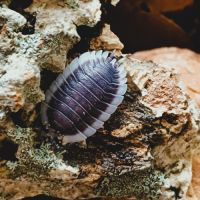 Isopodes / cloportes #5