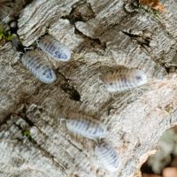 Isopodes / cloportes #6