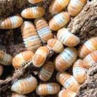 Isopodes / cloportes #9