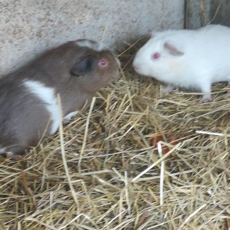 Cuy de 2 mois #0