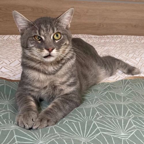 Kairo le courageux rempli d'amour