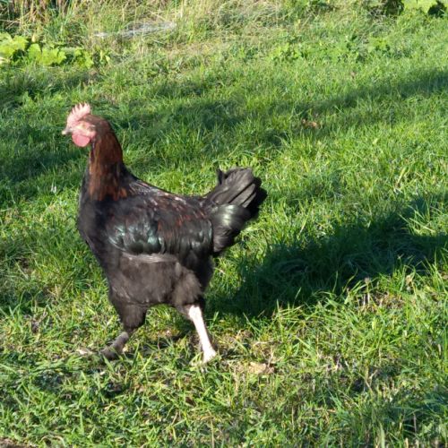 Coq marans 4 mois #0