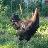 Coq marans 4 mois #1