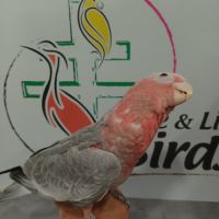 Cacatoes rosalbin #2