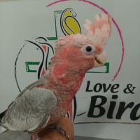 Cacatoes rosalbin #3