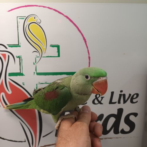 Perruche grande alexandre #0