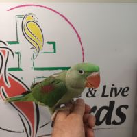 Perruche grande alexandre