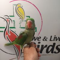 Perruche grande alexandre #2