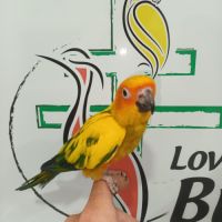 Conure soleil