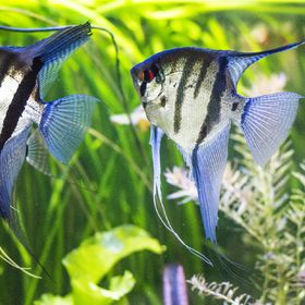 Vends scalaire jeune / adulte #1