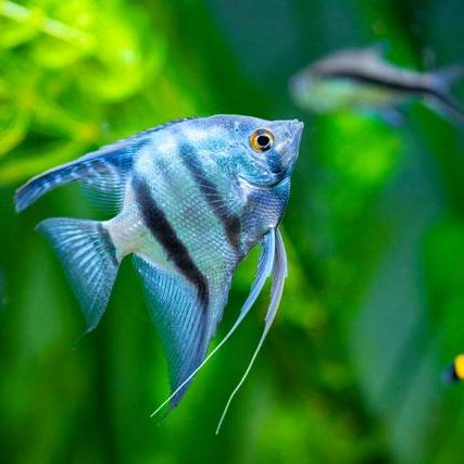 Vends scalaire jeune / adulte #0