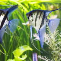 Vends scalaire jeune / adulte #1