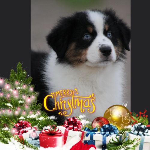 Bergers australiens chiots lof disponibles #1