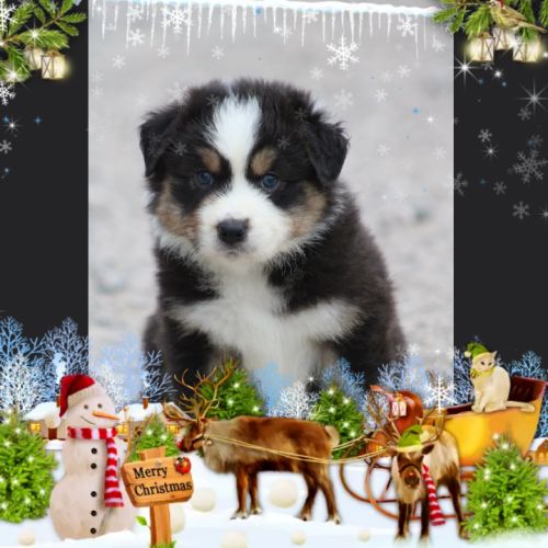 Bergers australiens chiots lof disponibles #2