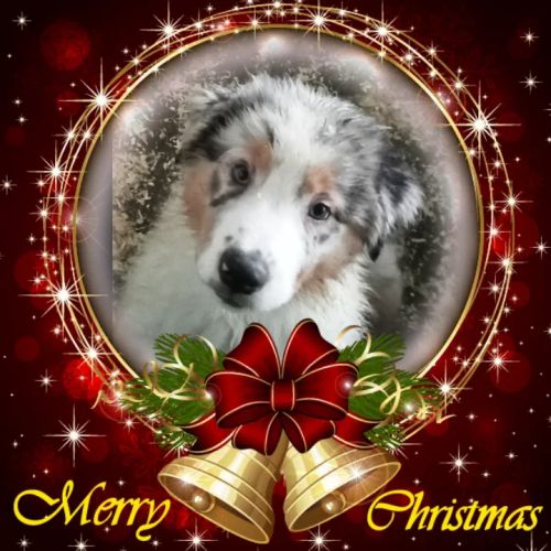 Bergers australiens chiots lof disponibles #0