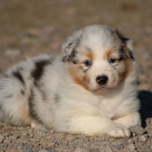 Bergers australiens chiots lof disponibles