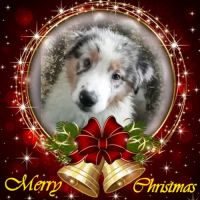 Bergers australiens chiots lof disponibles