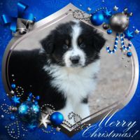 Bergers australiens chiots lof disponibles #4