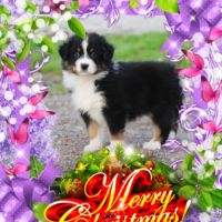 Bergers australiens chiots lof disponibles #5