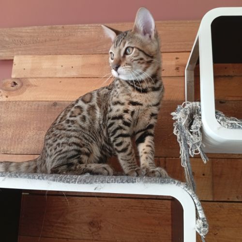 Male de femelle bengal #0