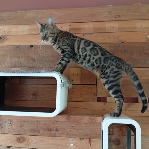 Male de femelle bengal #4