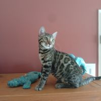 Male de femelle bengal #1