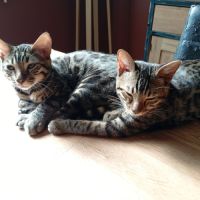 Male de femelle bengal #2