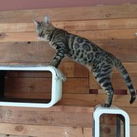 Male de femelle bengal #4