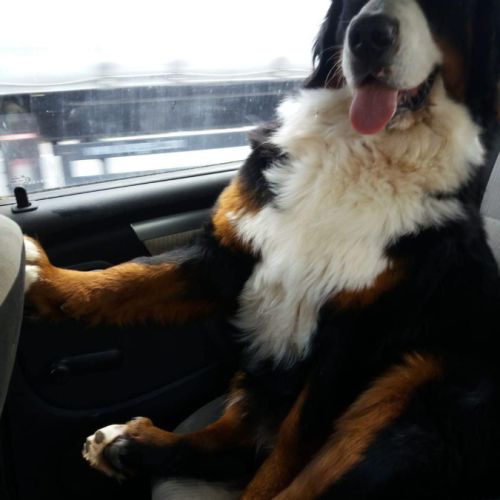 Chiots bouviers bernois #1