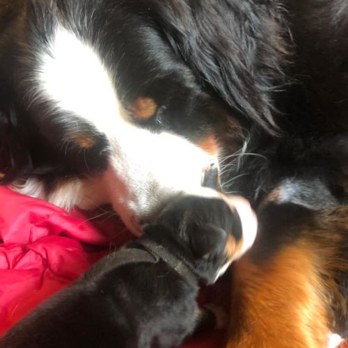 Chiots bouviers bernois #2