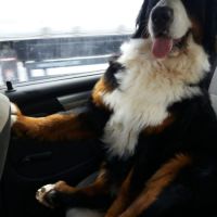 Chiots bouviers bernois #1