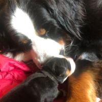 Chiots bouviers bernois #2