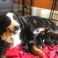 Chiots bouviers bernois