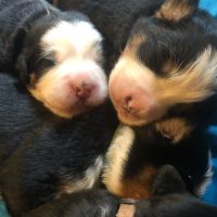 Chiots bouviers bernois #4