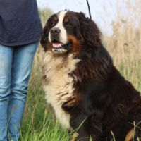 Chiots bouviers bernois #5