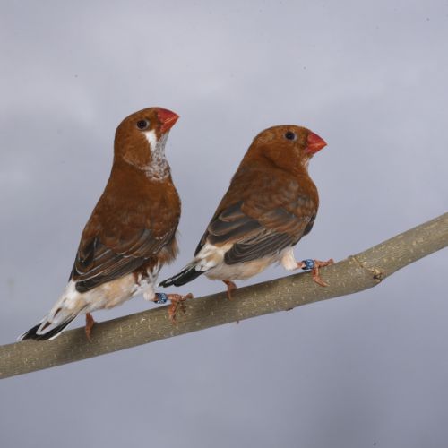 Poitrine et dos oranges #1