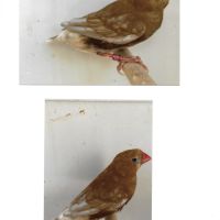 Poitrine et dos oranges #2