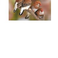 Poitrine et dos oranges