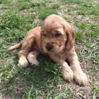 Cocker anglais lof #1